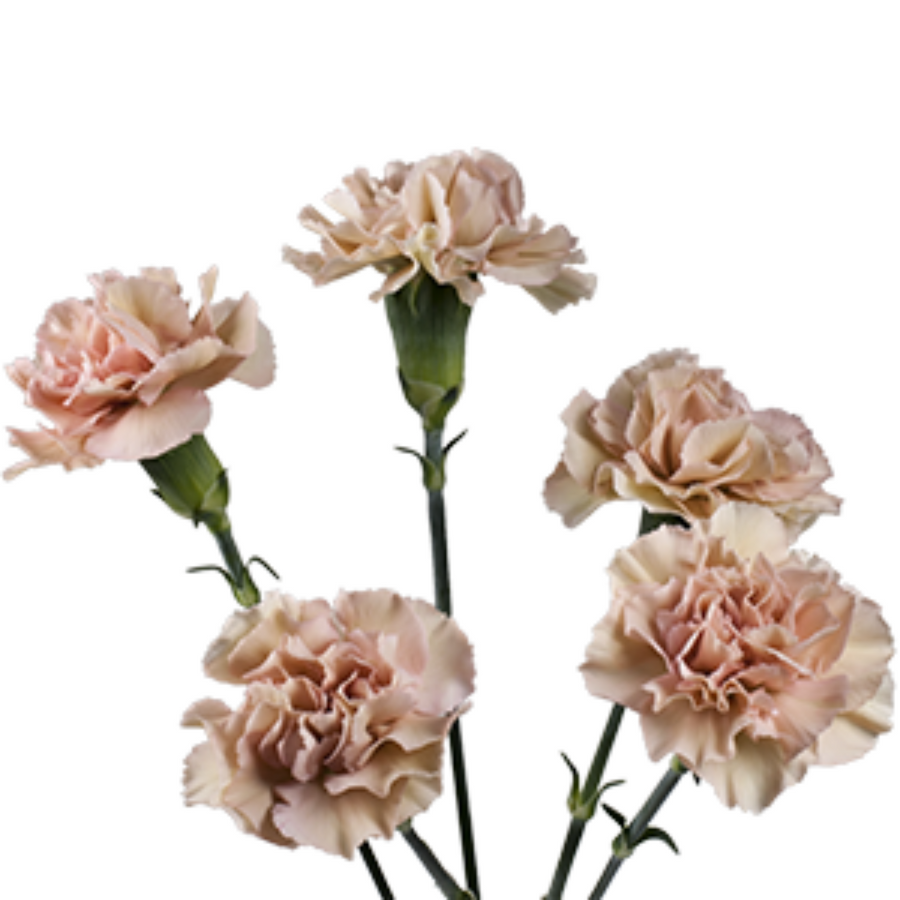 MiniCarn Brown Sugar SOLE