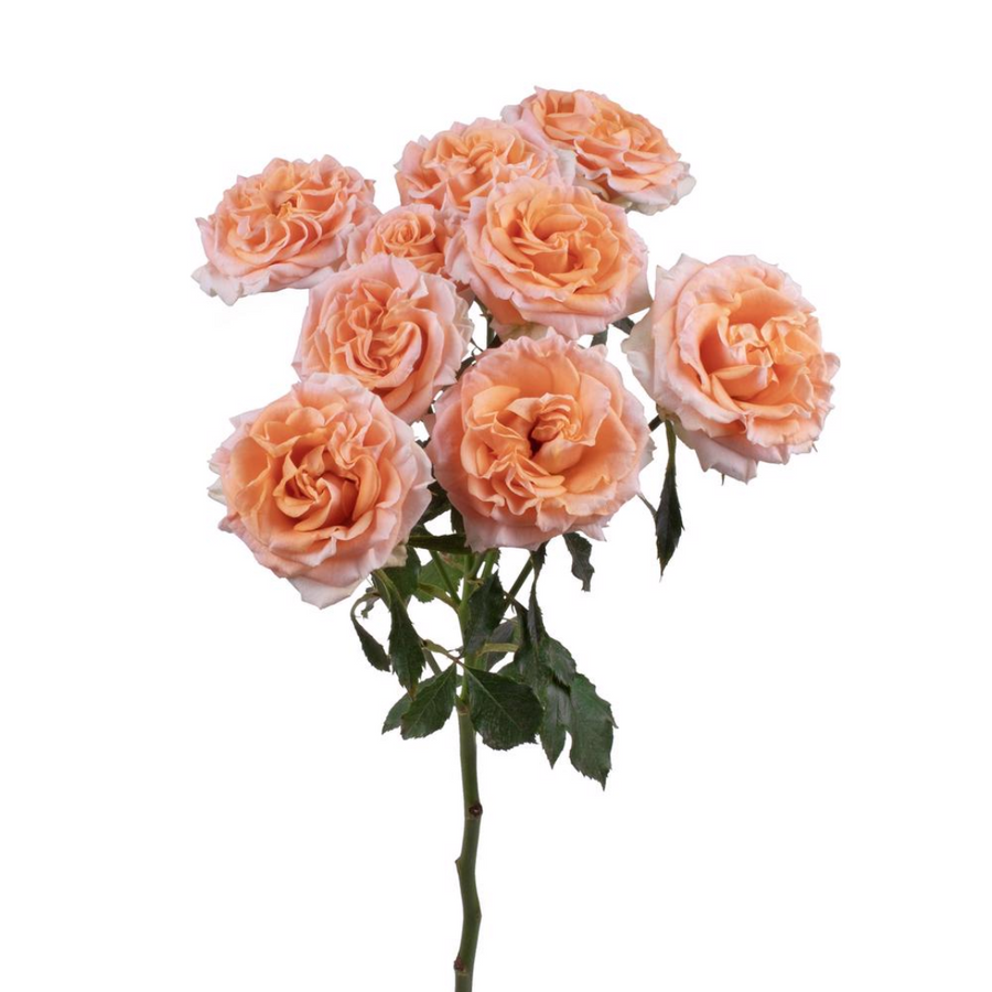 Rosespray Fibo Aureus Esmerald