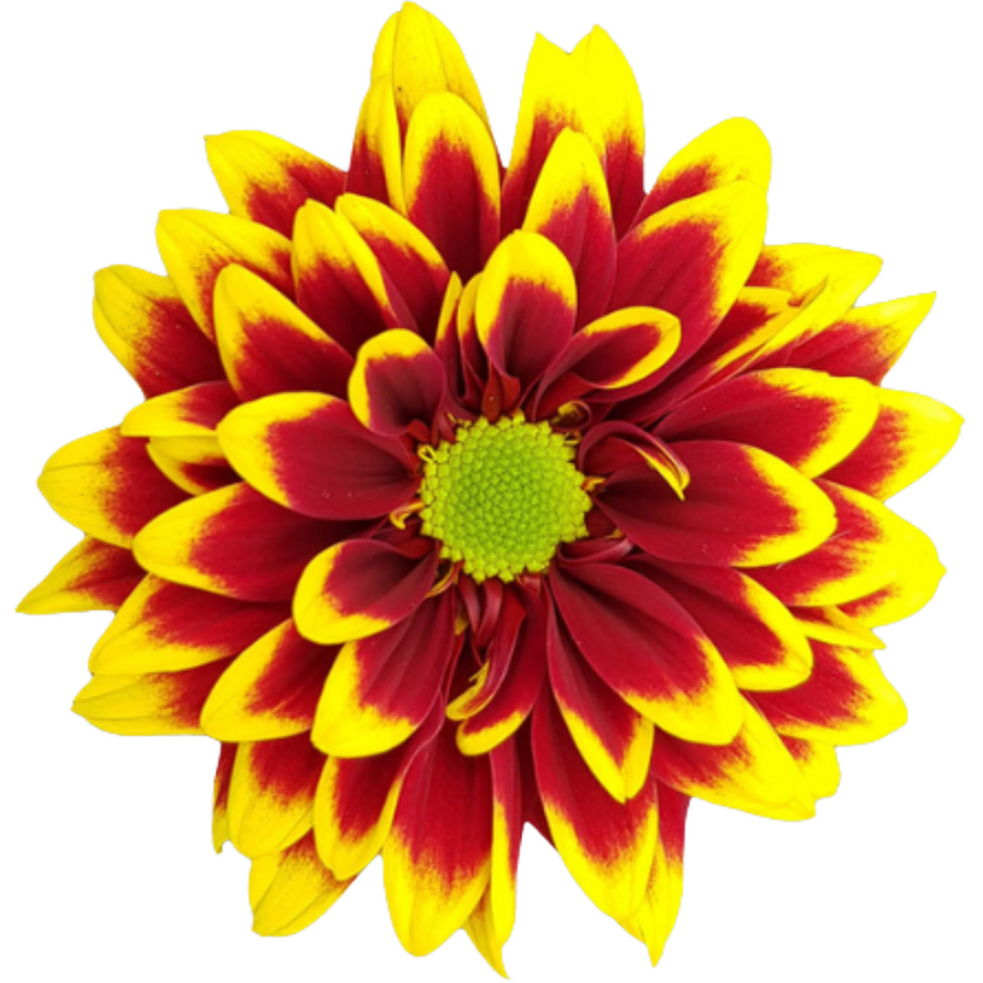 Pom Daisy Brassa Brz/Yell. SOL