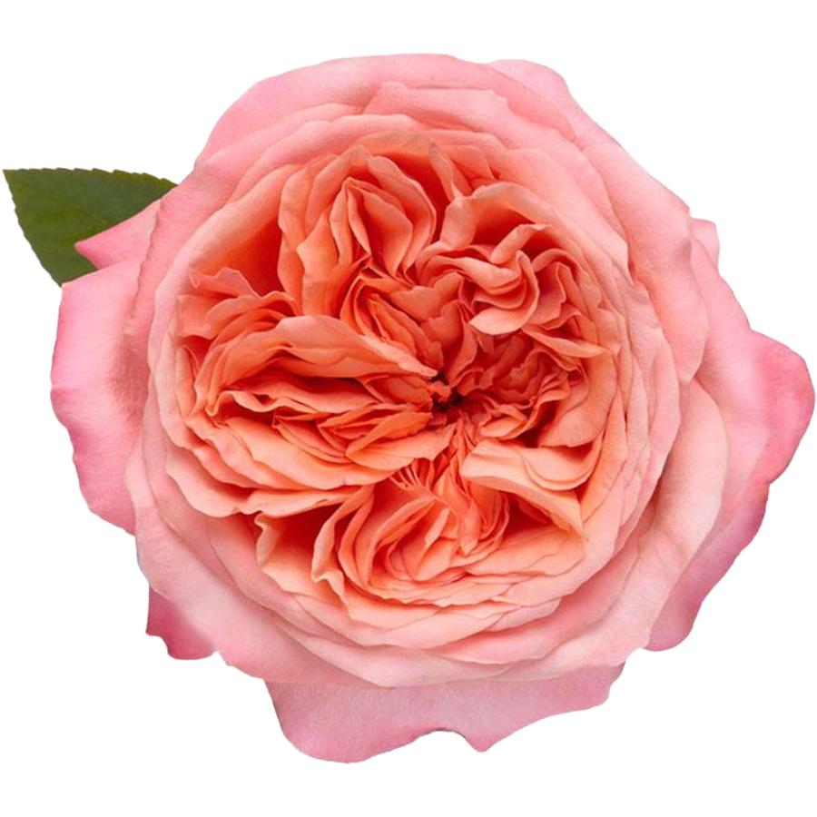 Rose Pink X-pression 60cm riop