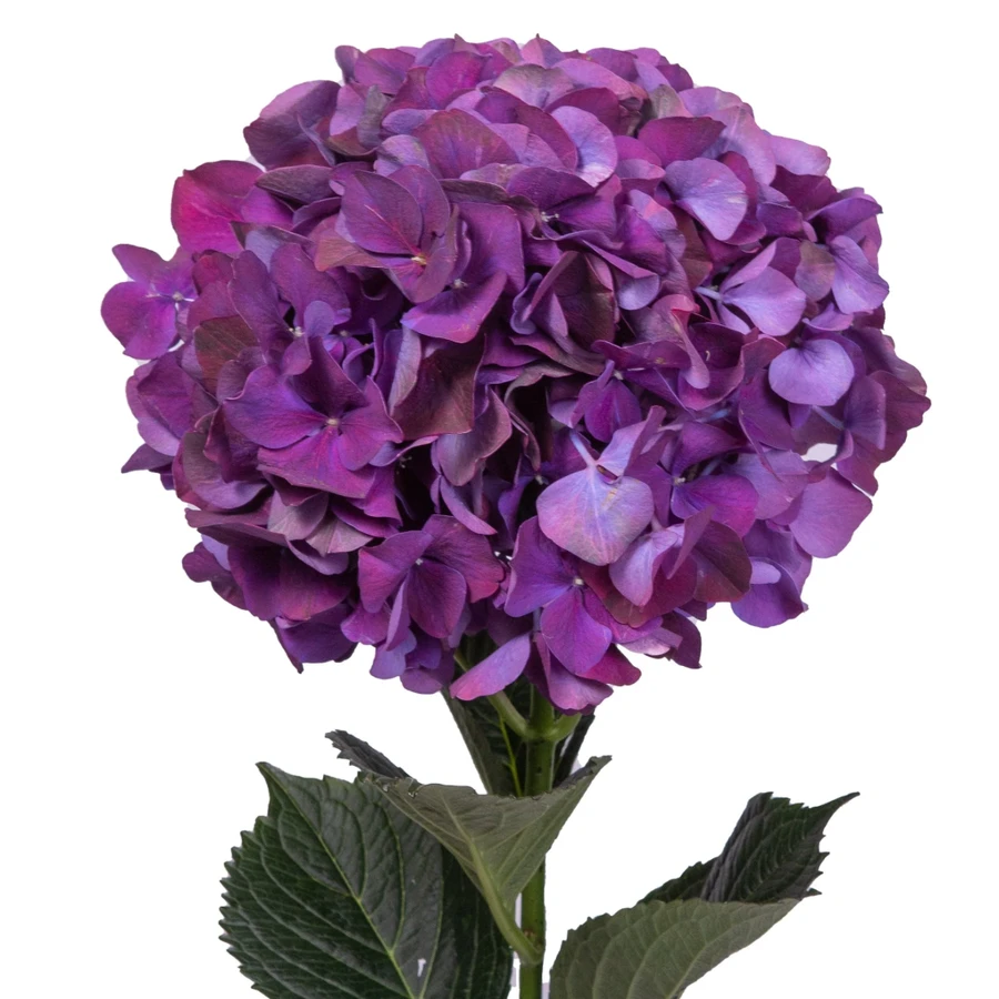 Hydrangea Purple Premium Tessa