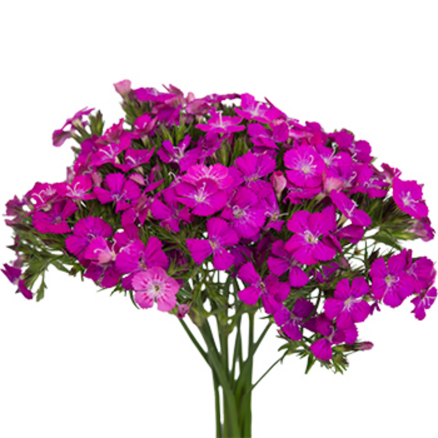 Dianthus Amazon Ht Pink bella