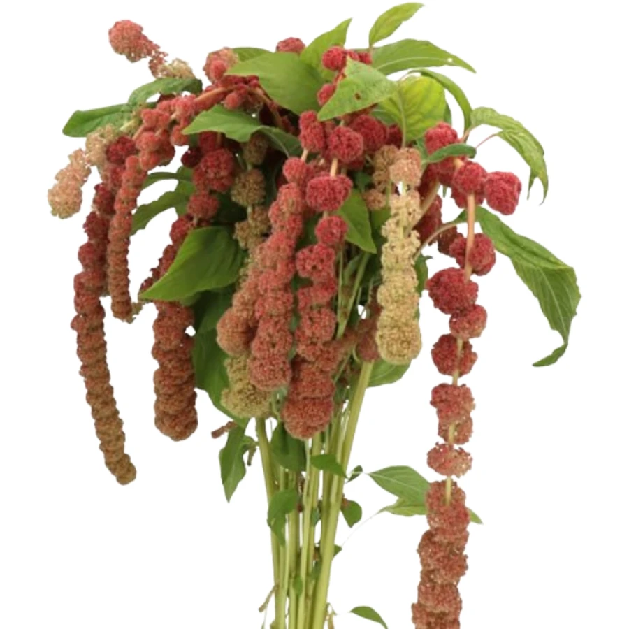 Amaranthus Hanging Coral Choic