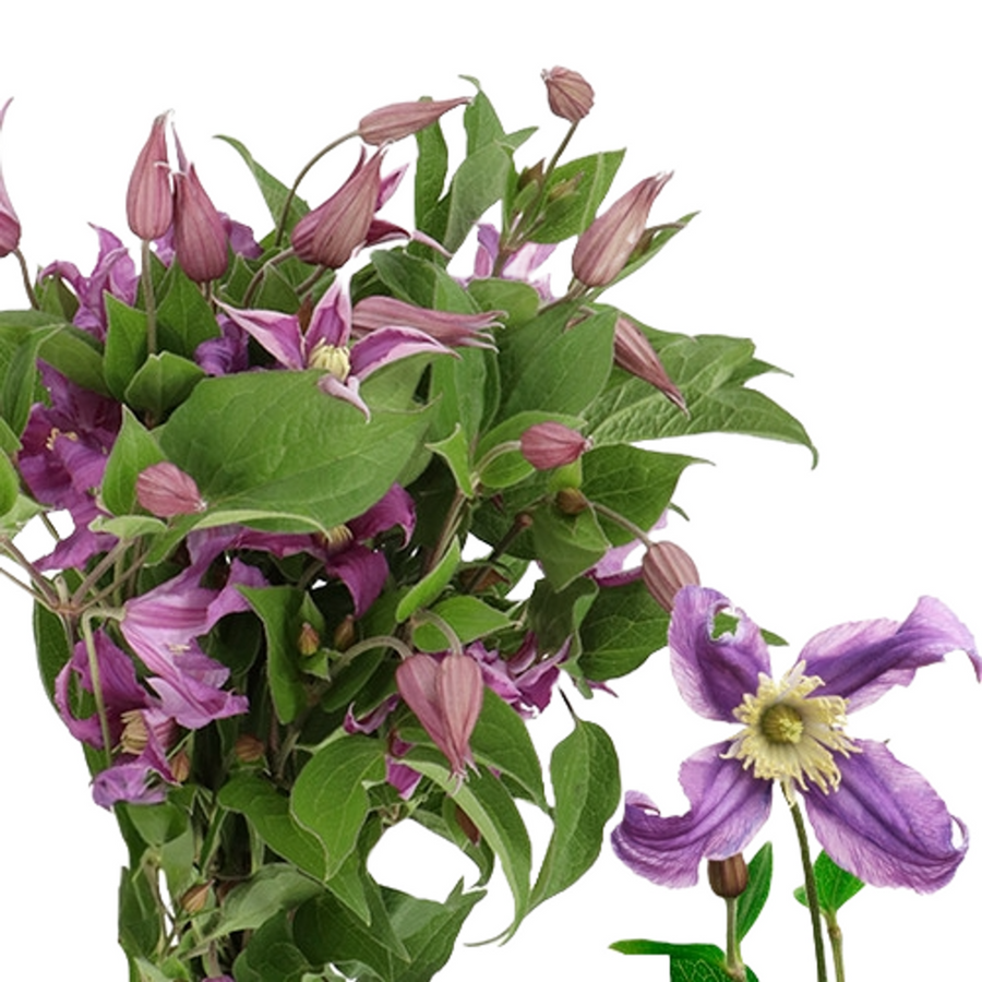 Clematis Amazing Rome 70cm 4h