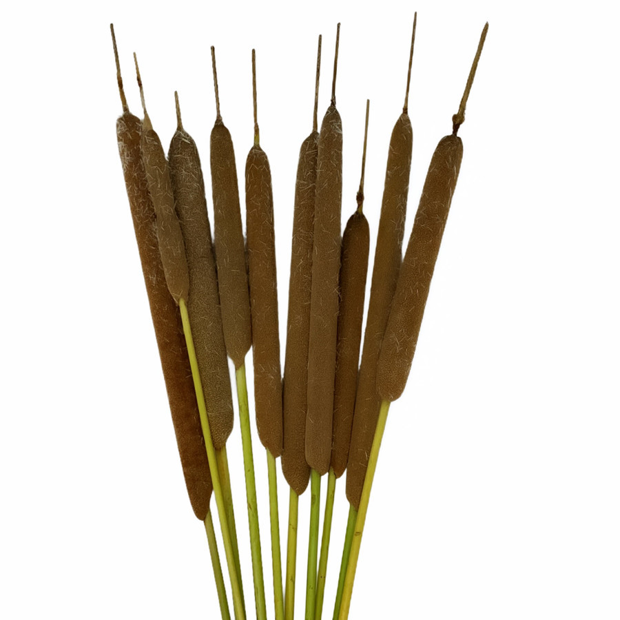 Cattails Green Valley