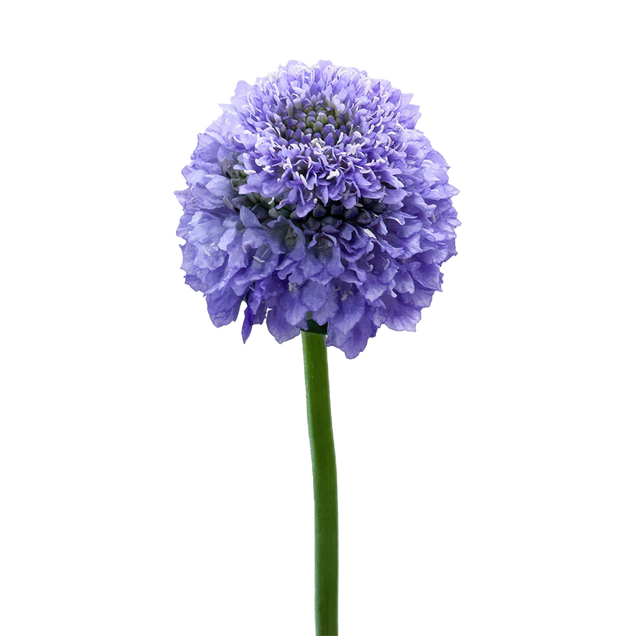 Scabiosa BonBon Teaberry fresc