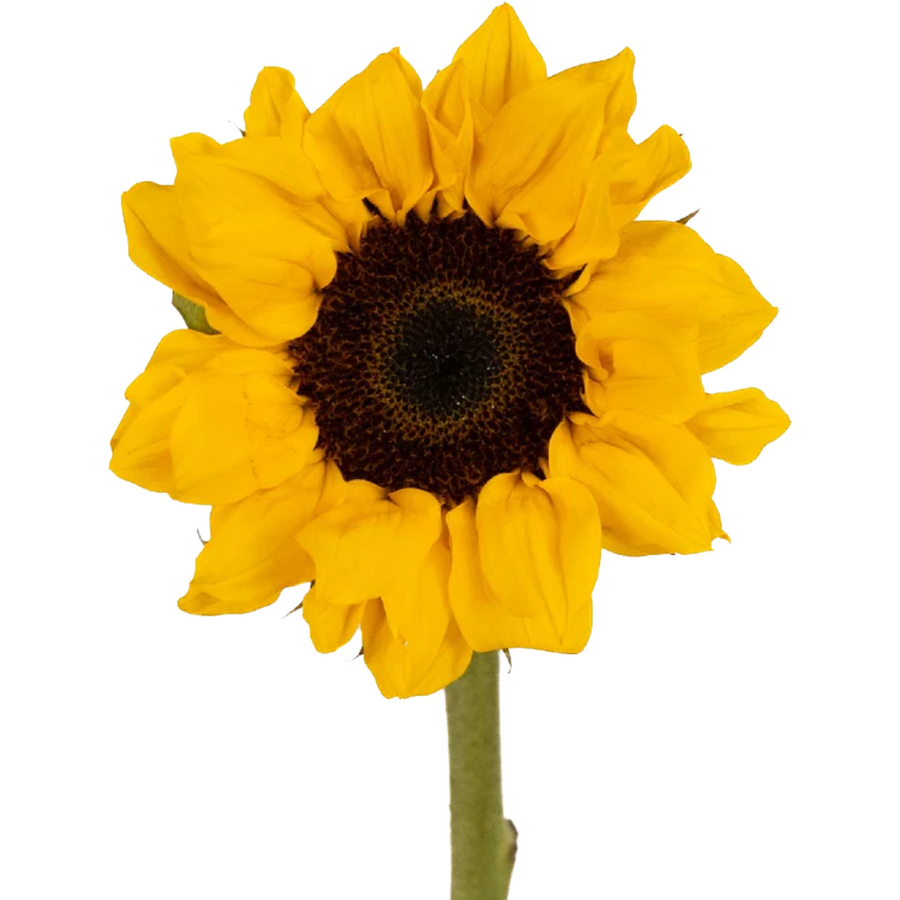 Sunflower Yellow Vincent galle