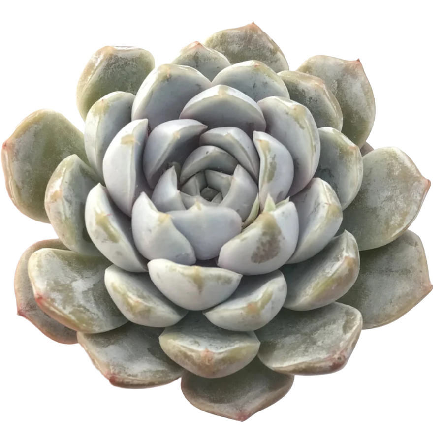 Succulents Snowbunny holl(STEM
