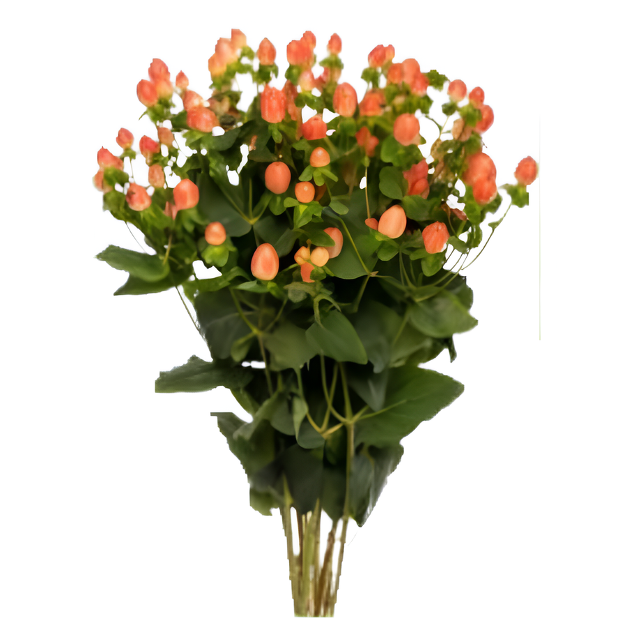 Hypericum Orange Power 70cm Co