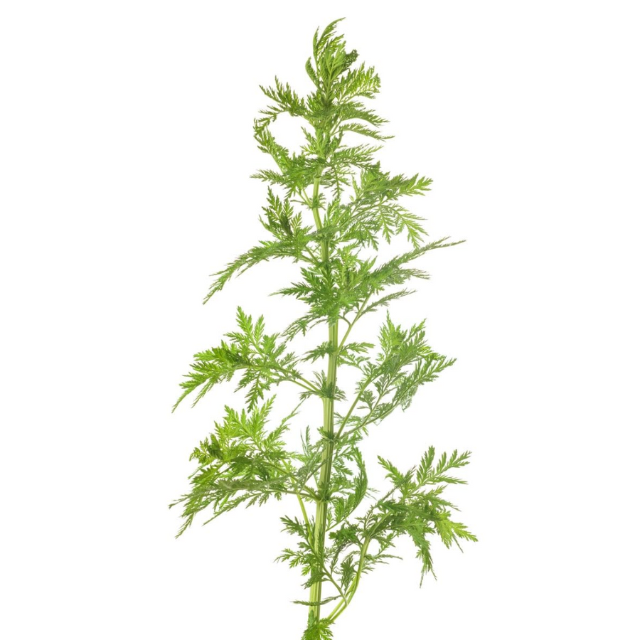 Artemeisia Sweet Annie cramer