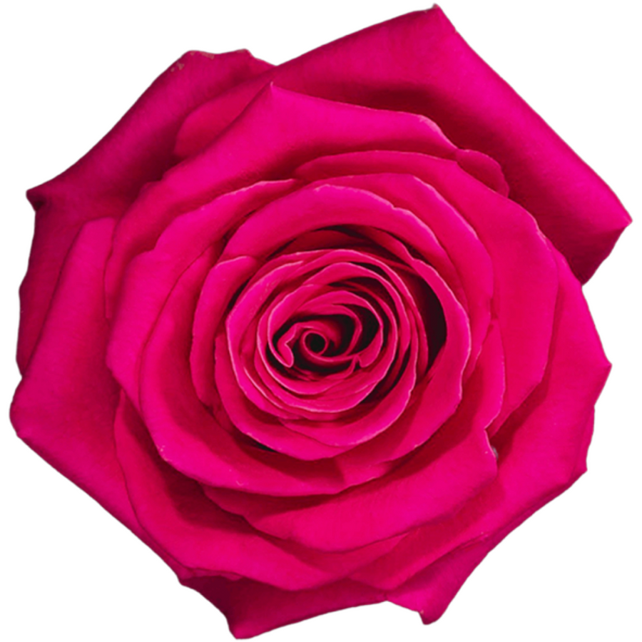 Rose Pink Floyd 40cm Sunrite