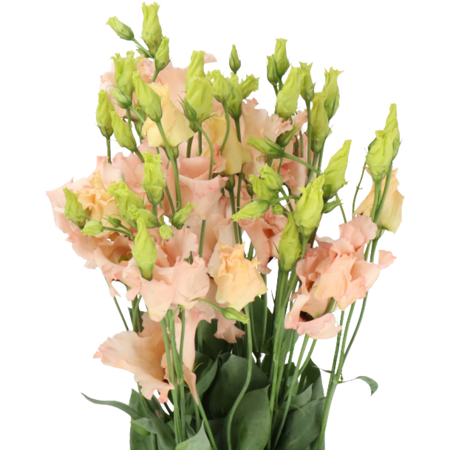 Lisianthus Apricot rprima