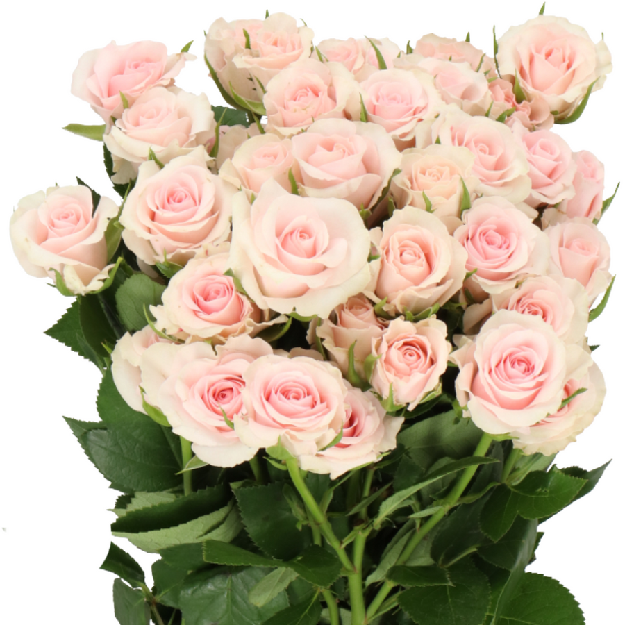RoseSpray Sweet Porcelina holl