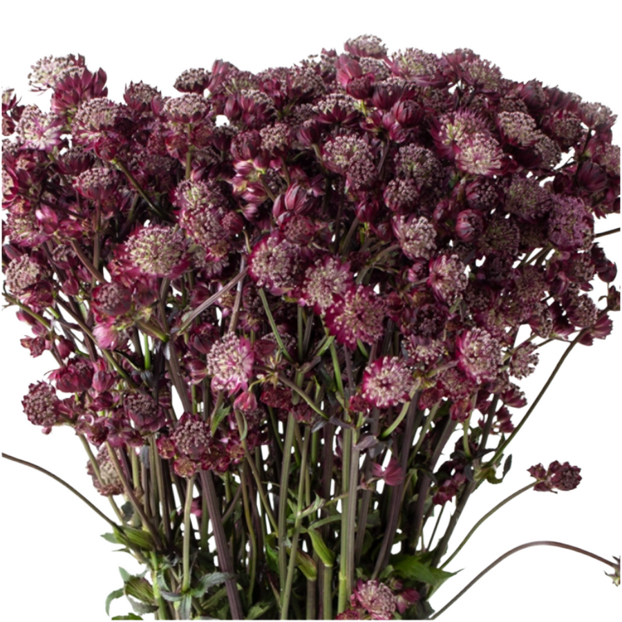 Astrantia Major Star of Love h