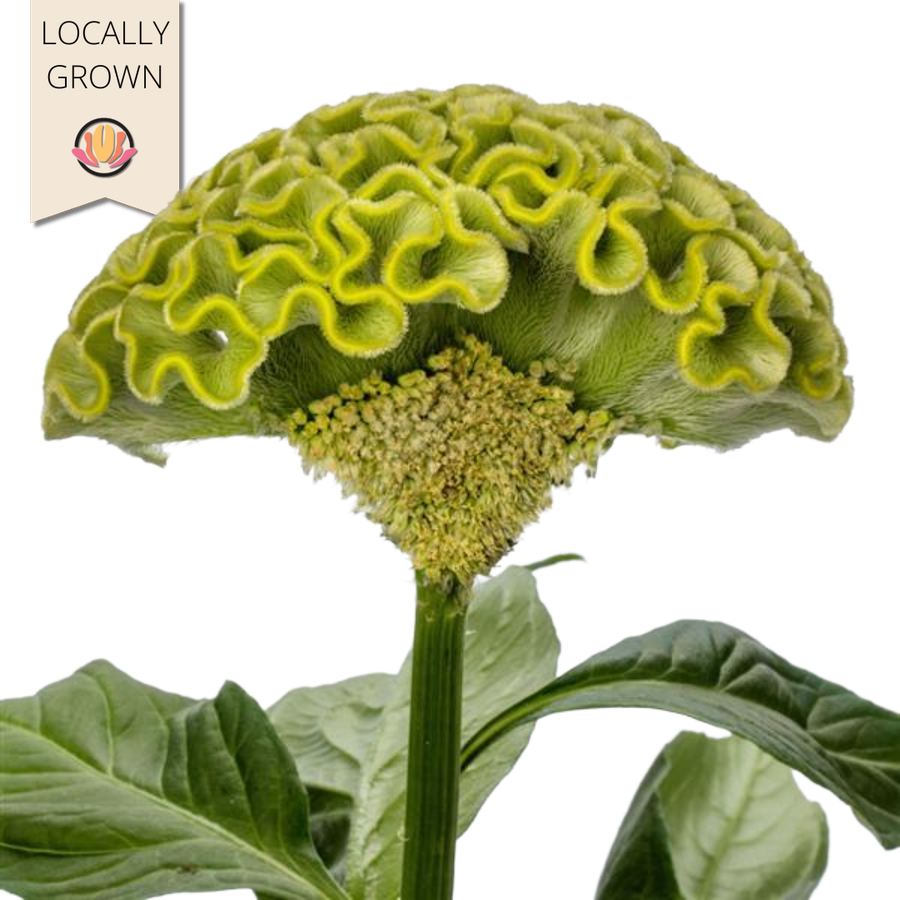 Coxcomb Green hendricks