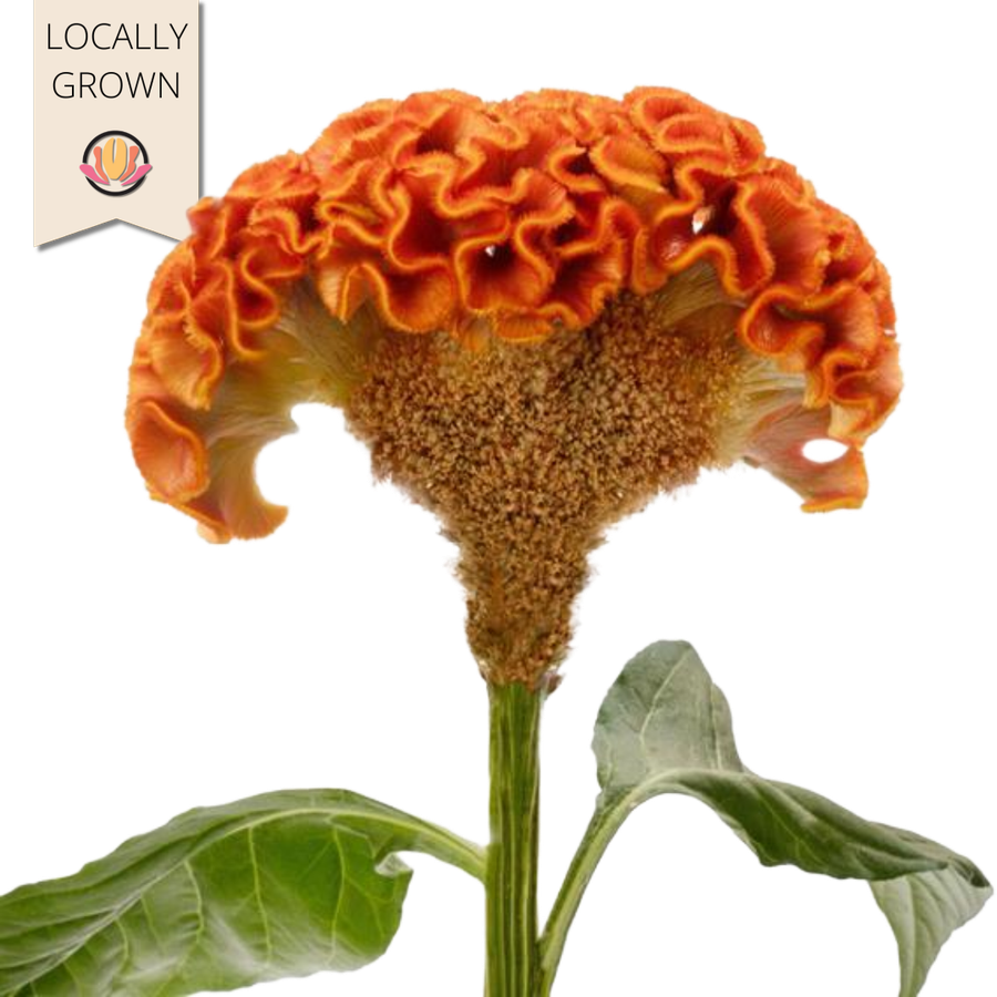 Coxcomb Orange hendricks
