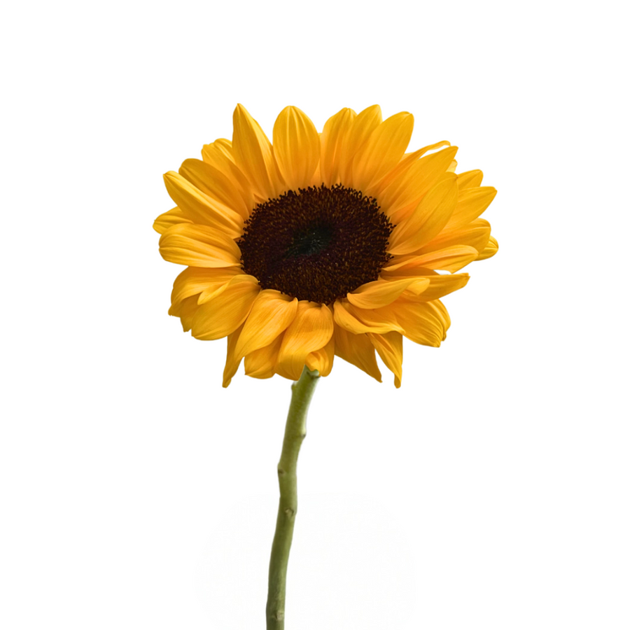 Sunflower Vincent Tessa 10st