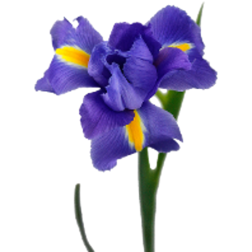 Iris Blue Discovery Continenta