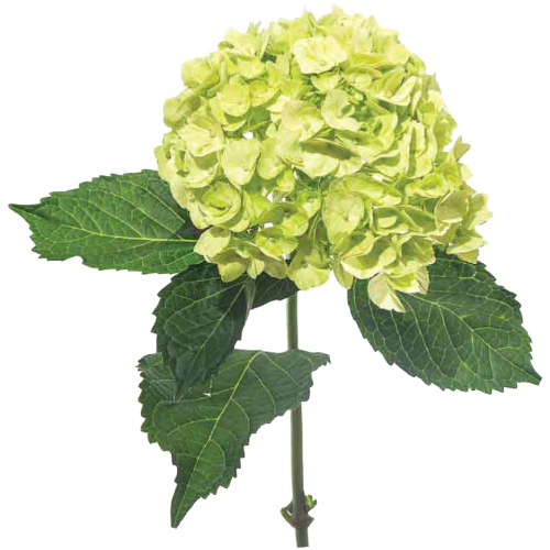 Hydrangea Mojito Baby sole(STE