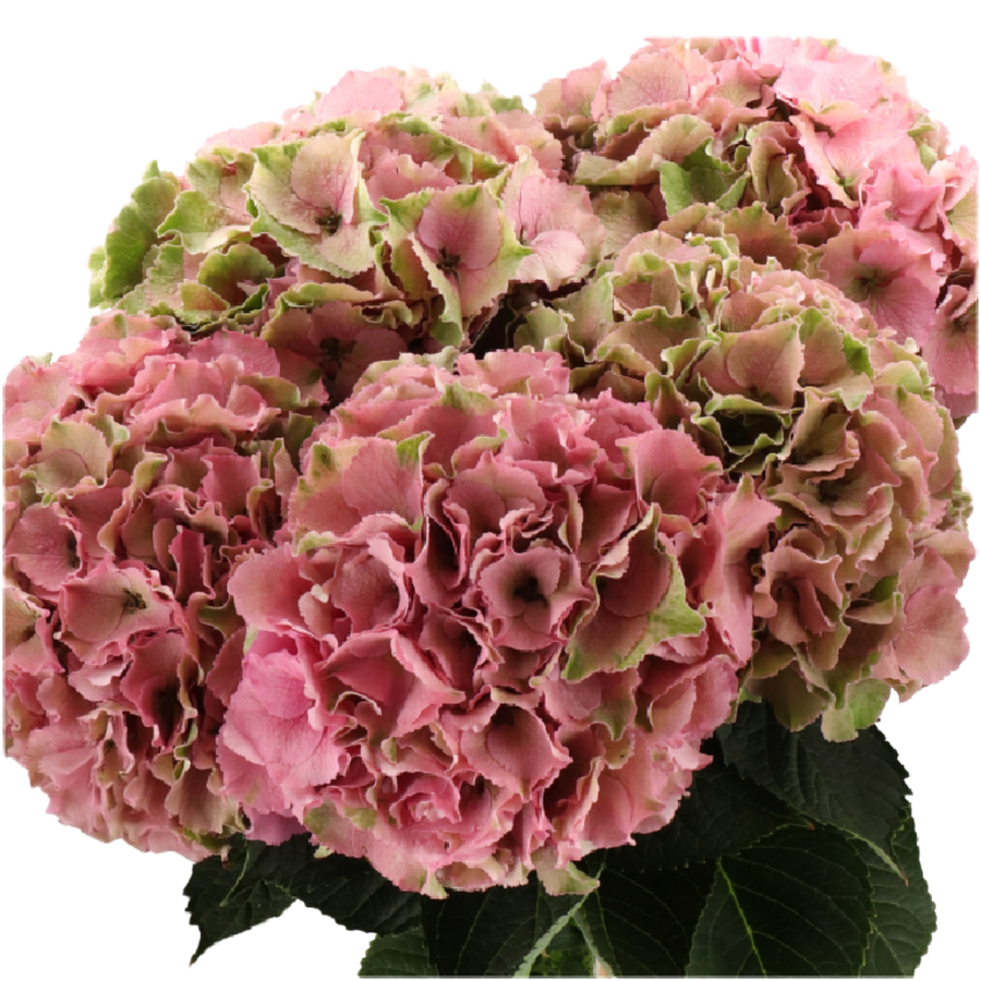Hydrangea Classic Roy Pal Grn/