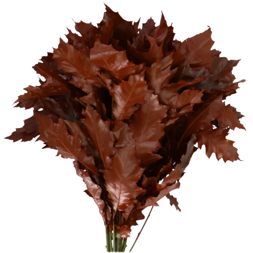 Dried Dyed Quercus Red holl