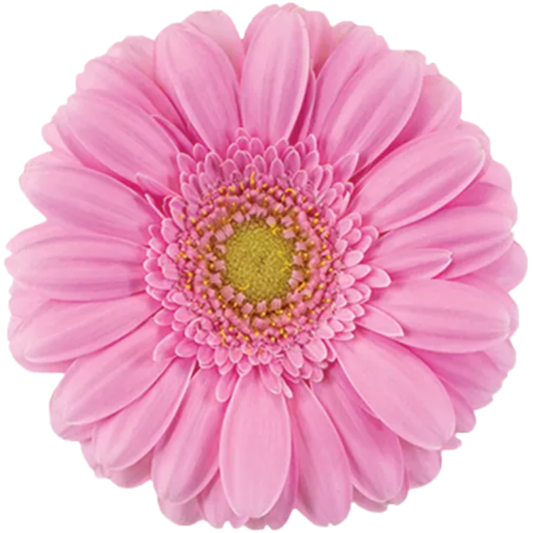 Germini Kirstey Pink RF