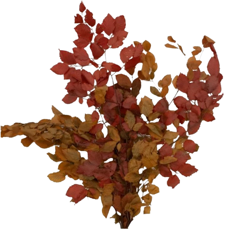 Dried CopperBeech Autumn holex