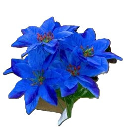 Poinsettia Royal Blue x7