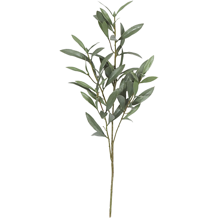Branch Olive USGREENS