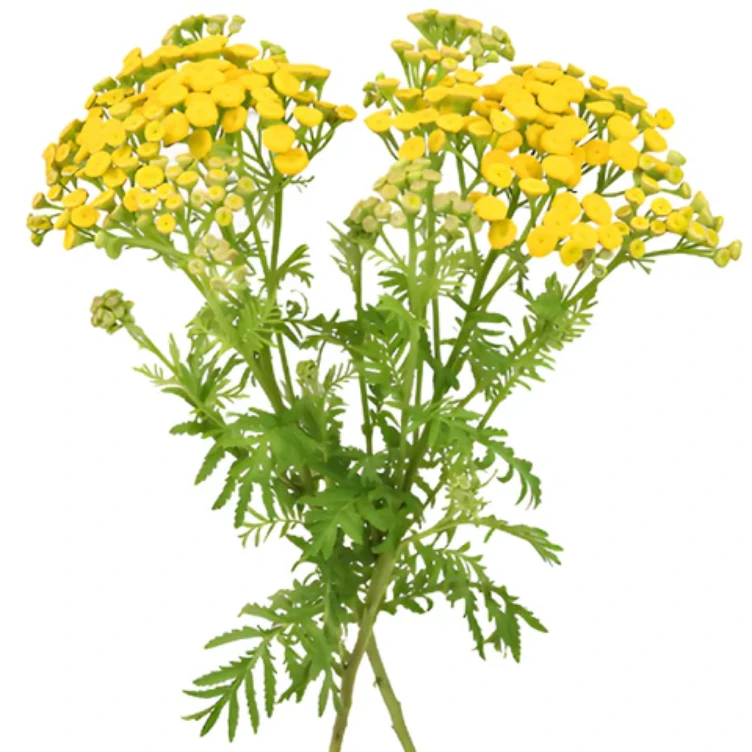 Tansy Yellow groot