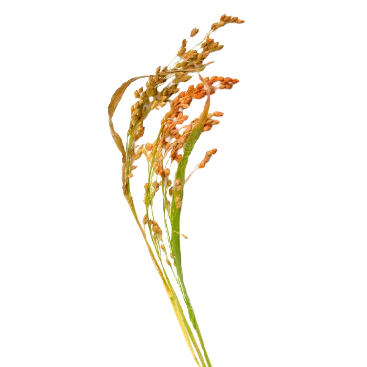 Broomcorn Red groot
