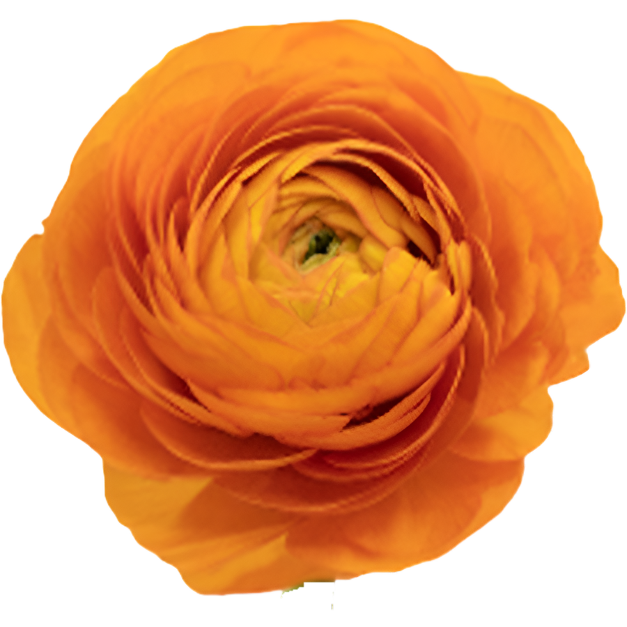 Ranunculus Cloni Success Lamab