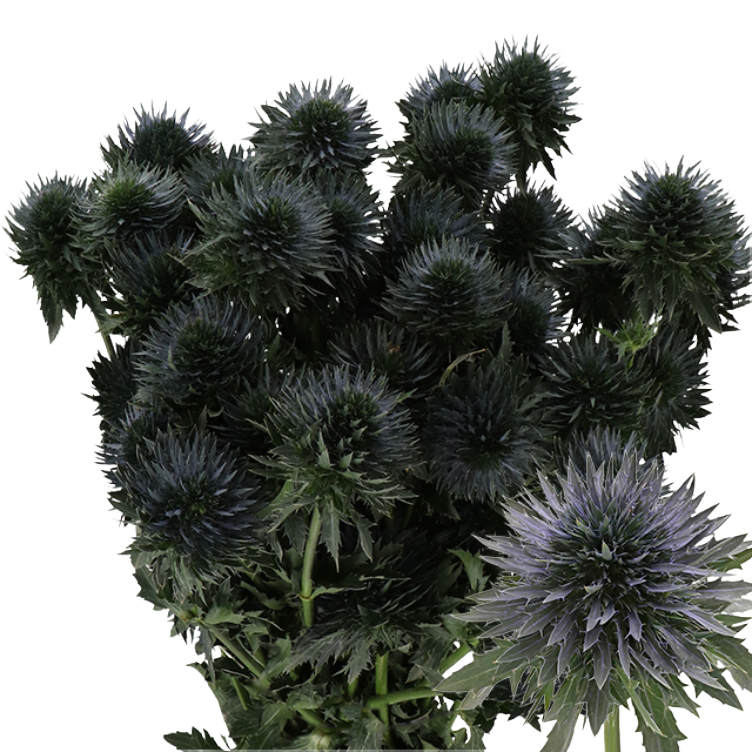 Eryngium Alpinum Scorpius Ques