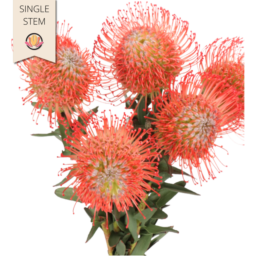 Pincushion Ayoba Pink (stem), Holex