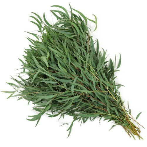 Eucalyptus WIllow us greens
