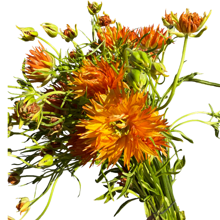 Ranunculus Moderna Mar rprima