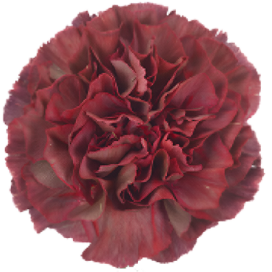 Carnation Chroma Thrill Dark Red, Choice