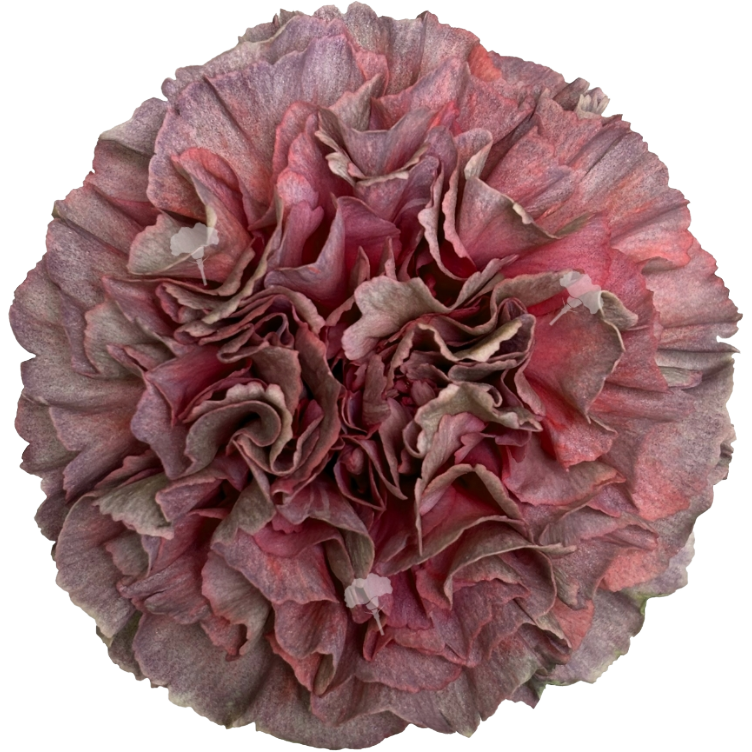 Carnation Thrill Opium Copper, Choice