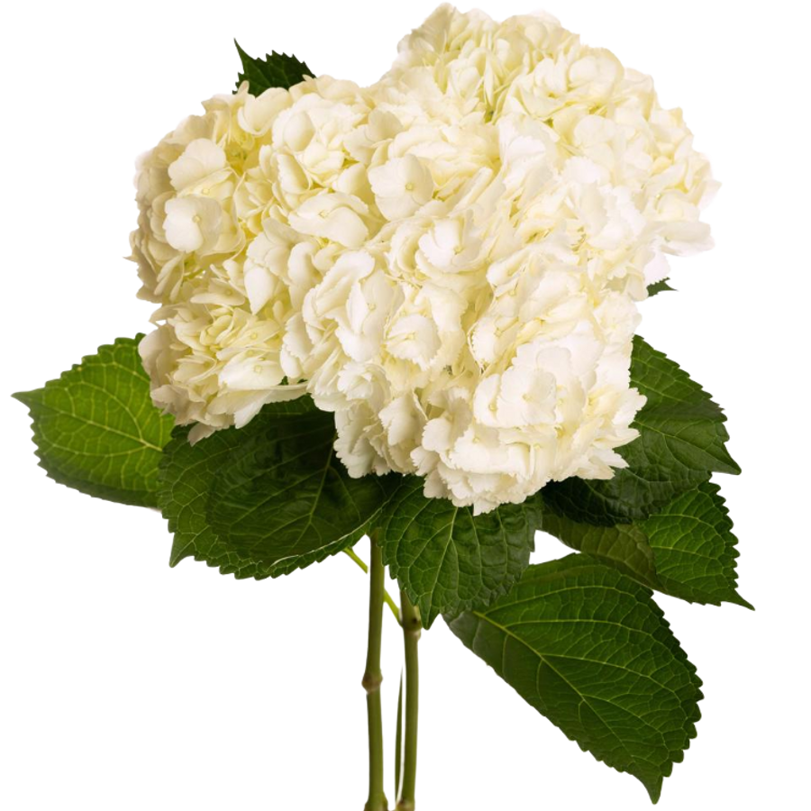 Hydrangea White Premium Esmere