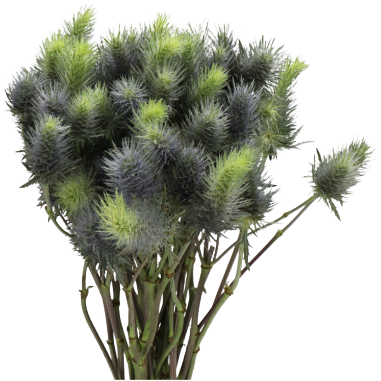 Eryngium Pacific Blue Sky holl
