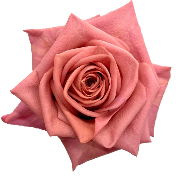 Rose Barista 70cm Florecal