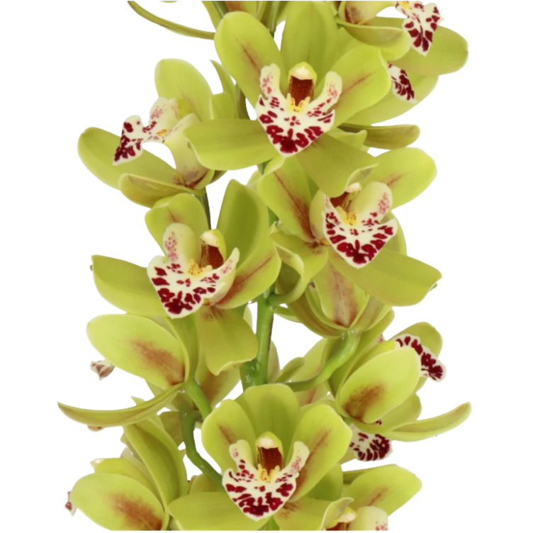 Cymbidium Mini Green holl(STEM