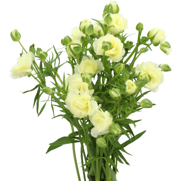 Ranunculus Butterfly Grace Rio