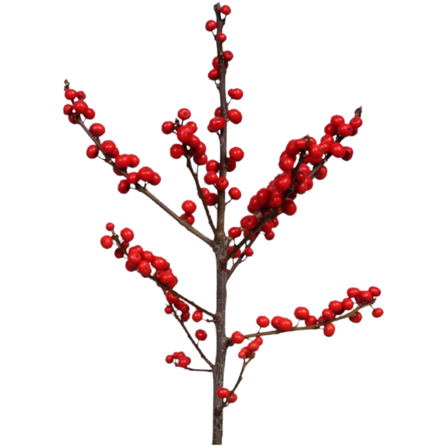 Ilex Winterberry 30-36" 2st kr