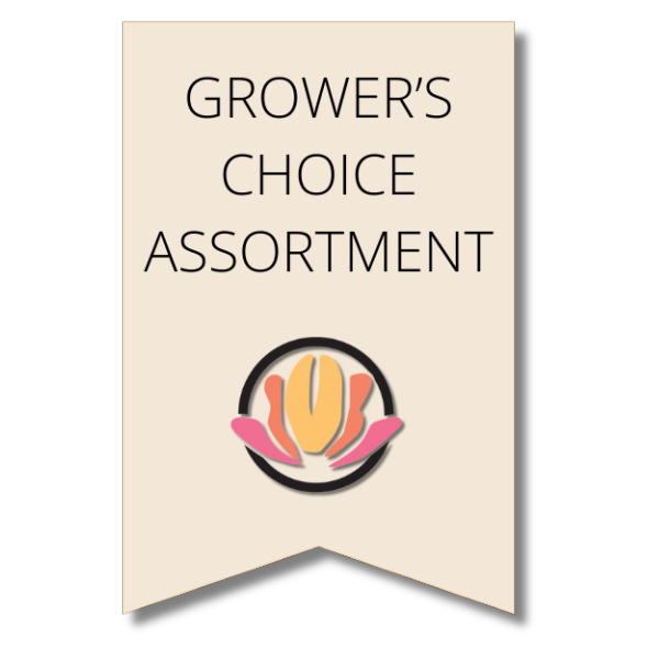 Mum Cremon/ Deli 10case sole