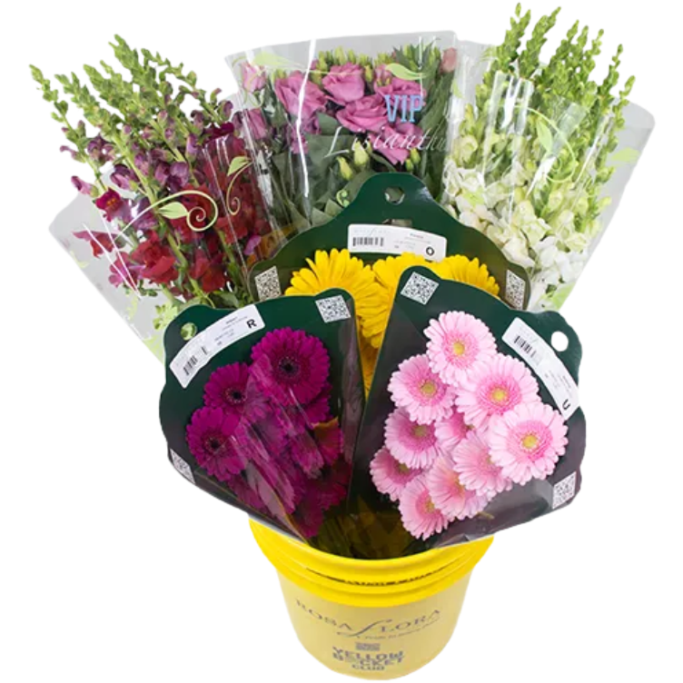 A PrettyPoinsettia Pailx6 RF