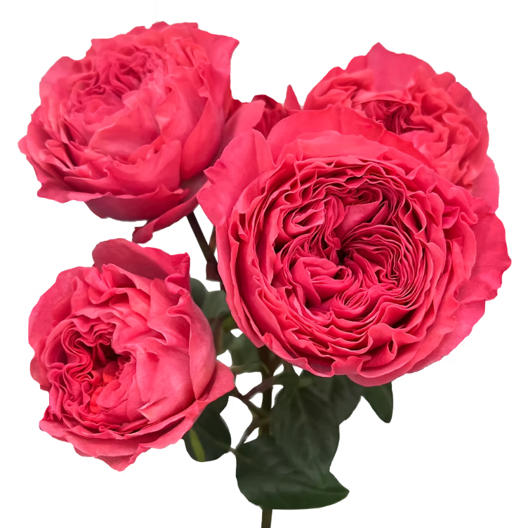 Rosespray Boomerang Florecal