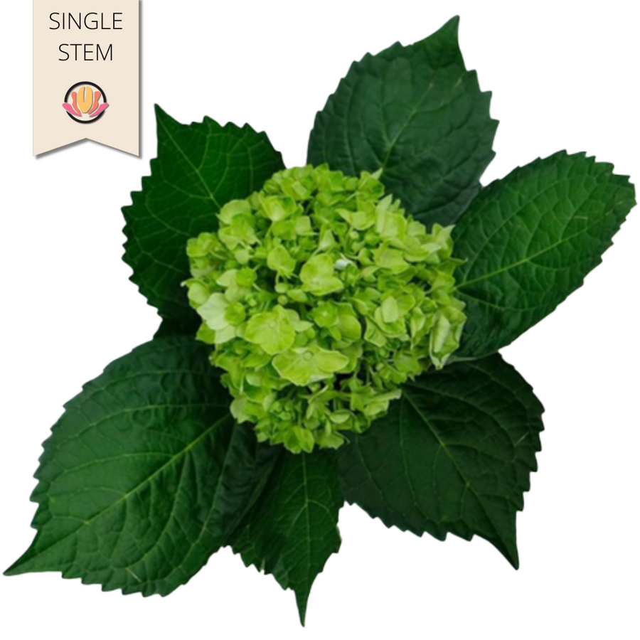 Hydro Mini Green (stem), Hydraflora