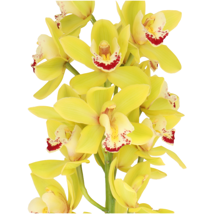 Cymbidium Mini Green holl(STEM - O CYM MI GREENNN