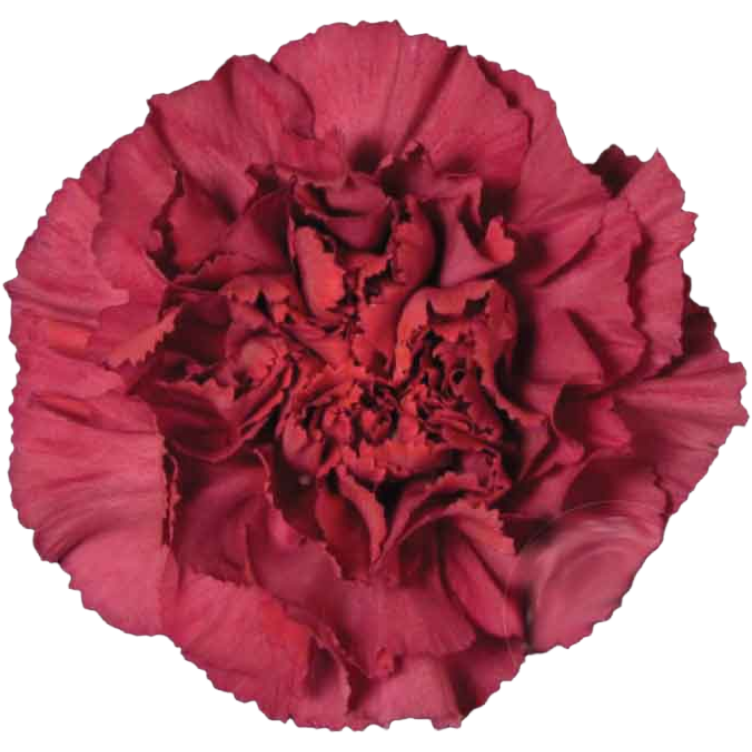 Carn Vintage Red Lucy Sole